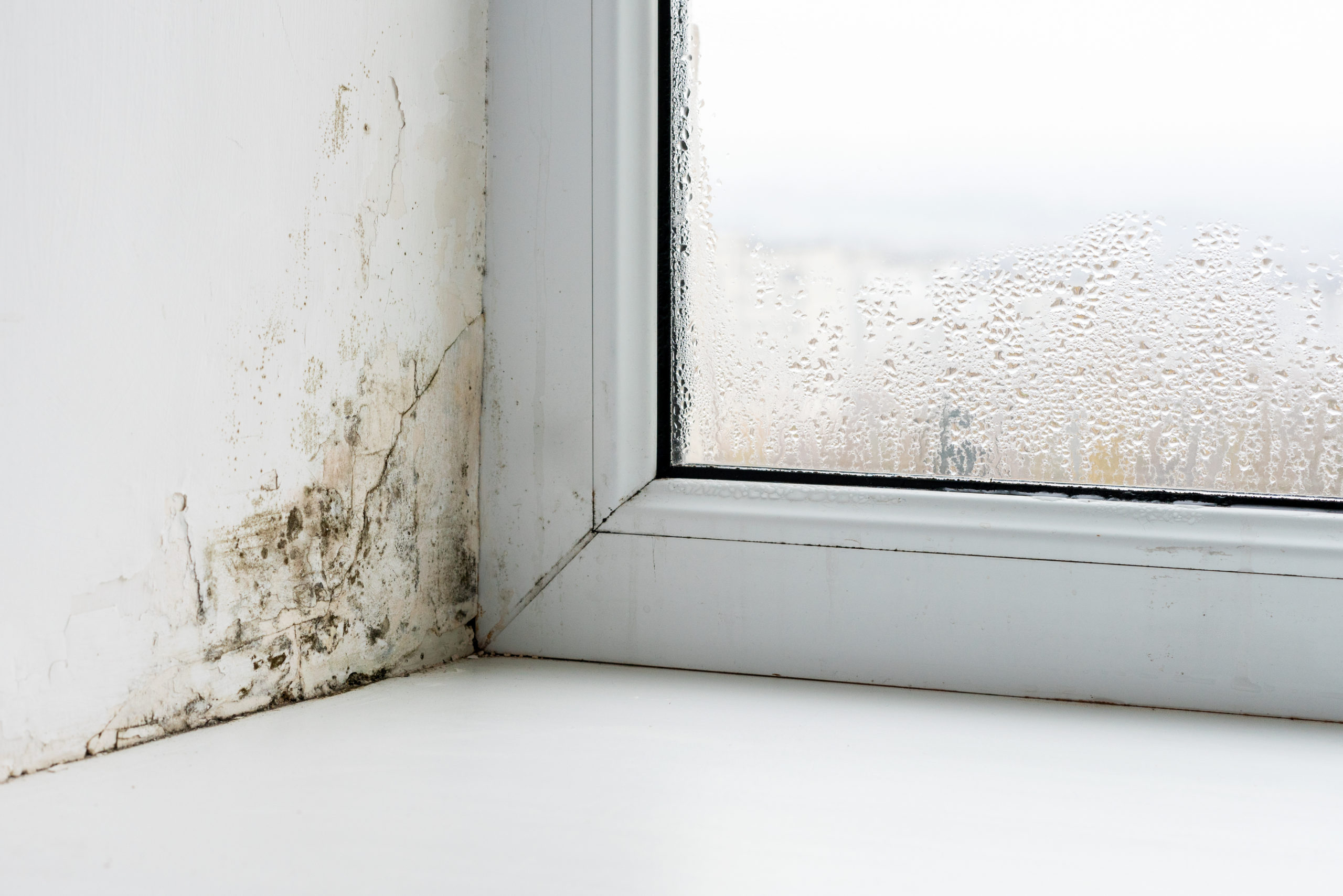 ASL Mould Condensation Damp Issues Liverpool